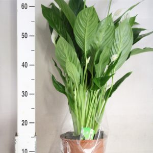 SPATHIPHYLLUM "VERDI"