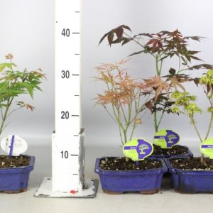 ACERI BONSAI MIX