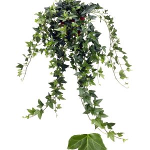 HEDERA HELIX