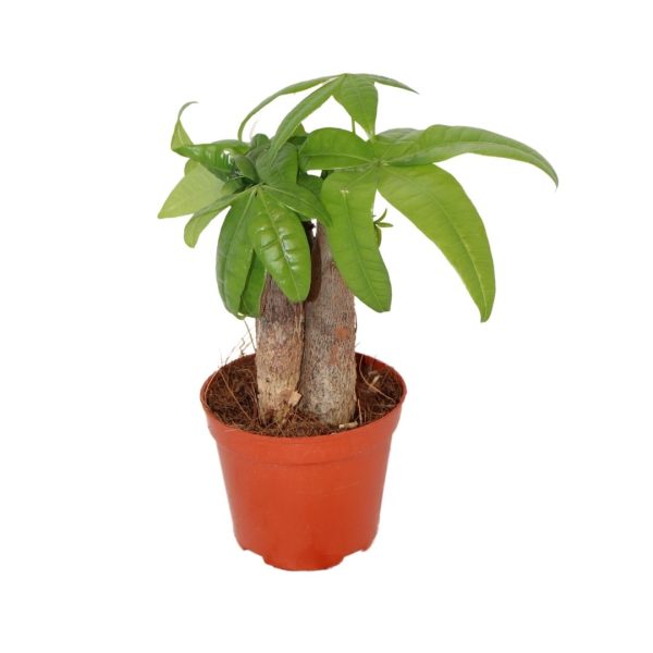 PACHIRA ACQUATICA