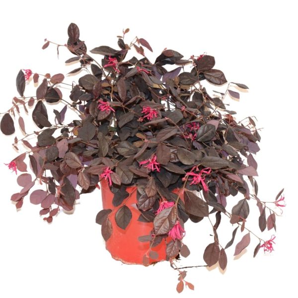 LOROPELATUM CHINENSIS