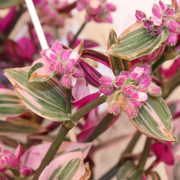 TRADESCANTIA NANOUK