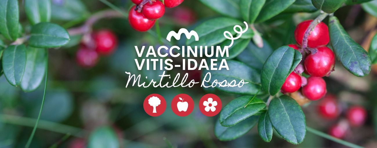 Una pianta deliziosa: ti presentiamo il Vaccinium vitis-idaea Fireball