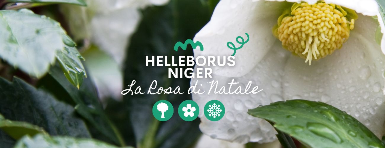 La magia dell’Helleborus Niger: la Rosa del Natale!