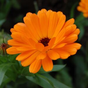 CALENDULA