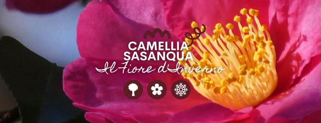 Il fiore della bellezza: ti presentiamo la Camellia Sasanqua