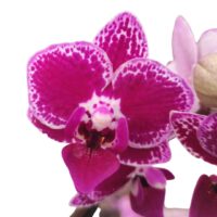 ORCHIDEA V.1