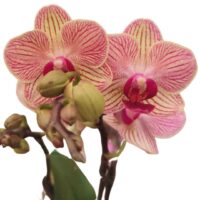 ORCHIDEA V.3