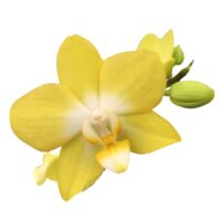 ORCHIDEA V.5