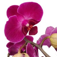 ORCHIDEA V.7