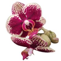 ORCHIDEA V.8