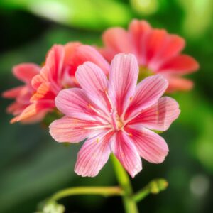 LEWISIA